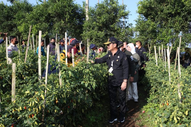 Panen Raya Cabai di Sumedang, Mentan SYL Tegaskan Ketersediaan Cukup