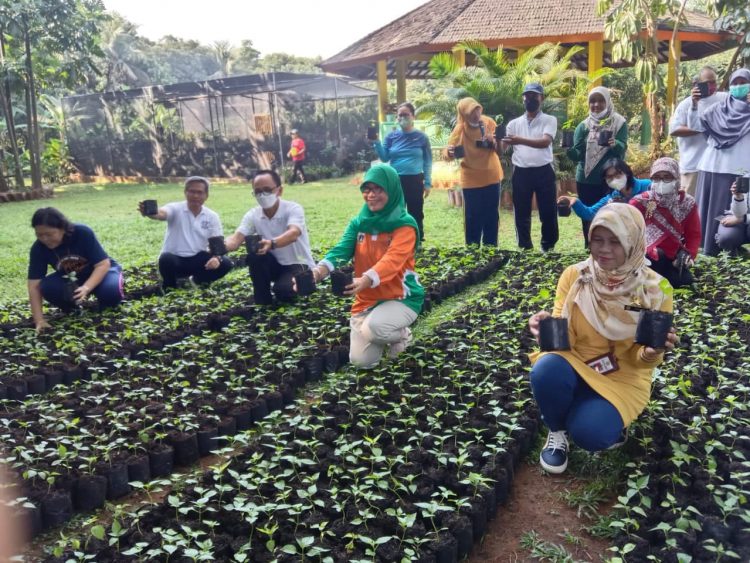 Antisipasi Inflasi akibat Tingginya Harga Cabai, Kementan Bagikan Benih Cabai untuk Masyarakat Jakarta