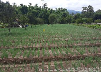 Penggunaan Tanaman Resisten dalam Pengendalian Penyakit Tanaman