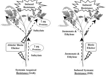 Tantangan pengembangan Varietas Resisten sebagai ketahanan Tanaman terhadap Penyakit