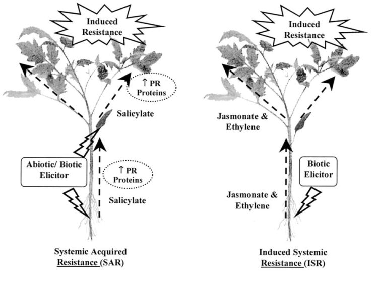 Tantangan pengembangan Varietas Resisten sebagai ketahanan Tanaman terhadap Penyakit