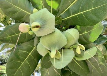 Potensi Tanaman Bitung sebagai bahan Pestisida Nabati Potensial pengendali Organisme Pengganggu Tumbuhan