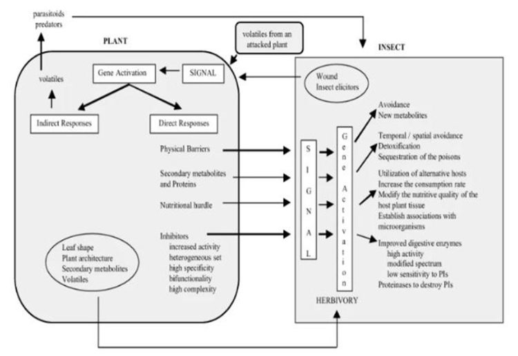 Pentingnya meningkatkan Resistensi pada Tanaman sebagai Ketahanan terhadap Penyakit