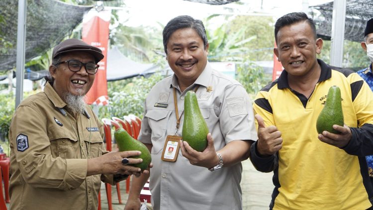 Kementan Tinjau Potensi Alpukat Kalibening Unggulan Kabupaten Semarang