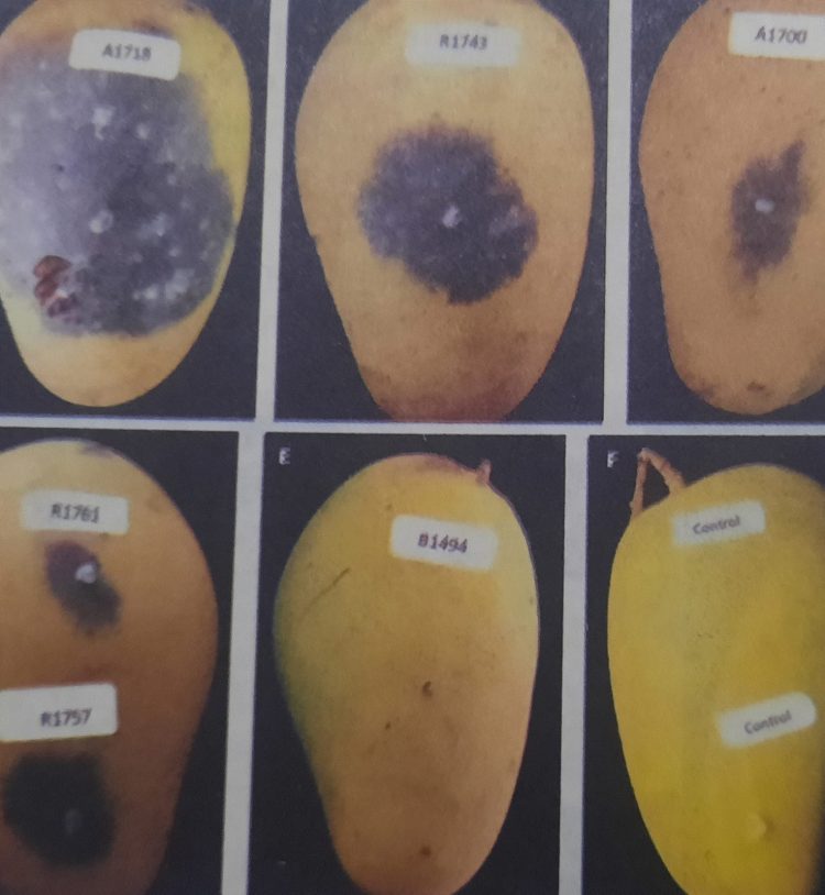 Mengenal Penyakit Busuk Botryodiplodia pada Mangga (Prapanen dan Pascapanen)
