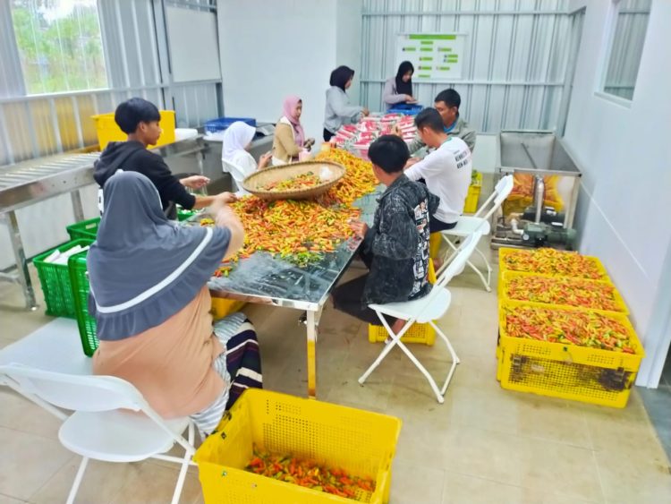 Program Penumbuhan UMKM Hortikultura Bantu Tingkatkan Pendapatan Petani Bandung