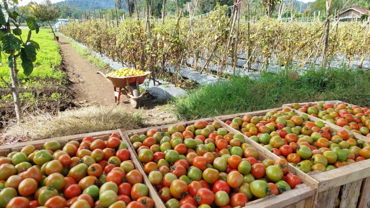 Walau Harga Jatuh, Petani Lampung Barat Tetap Tanam Tomat