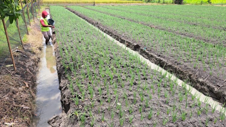Champion Bawang Merah Nganjuk Siap Bantu Amankan Pasokan untuk Ramadhan dan Idul Fitri