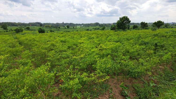 Panen Cabai Rawit Melimpah Hingga Lebaran di Mojokerto