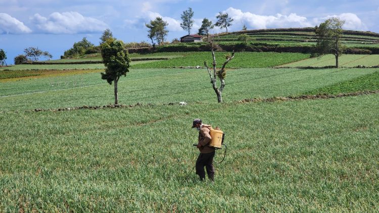 Jelang Ramadhan, Bawang Merah Di Bantaeng Melimpah