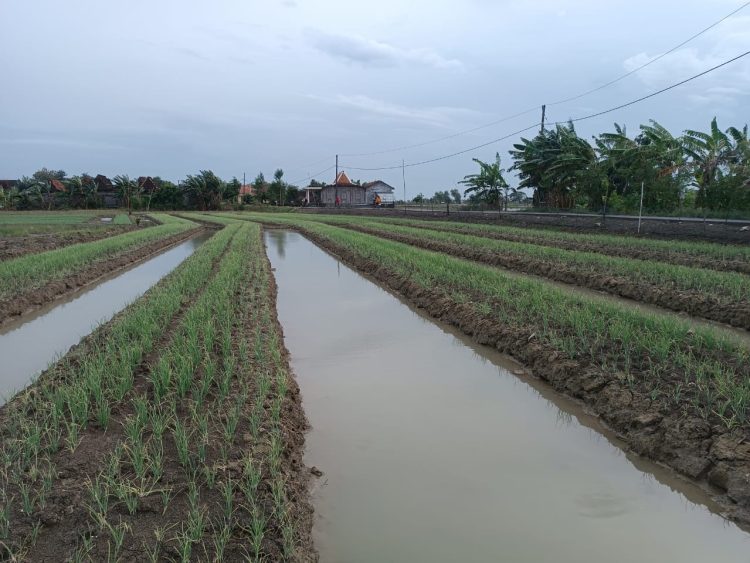 Sambut Bulan Suci Ramadhan, Stok Bawang Merah Kabupaten Grobogan Dipastikan Aman