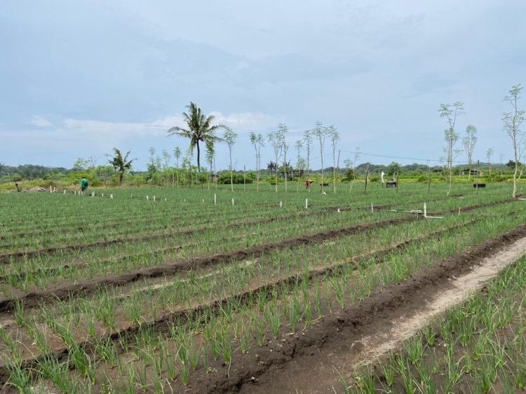 Bawang Merah Pasir Pantai Ikut Amankan Pasokan Jelang Idul Fitri