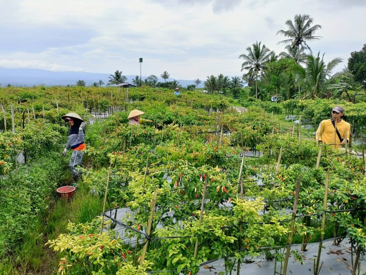 Temanggung Siap Amankan Pasokan Cabai Merah dan Bawang Merah Untuk Ramadhan dan Idul Fitri