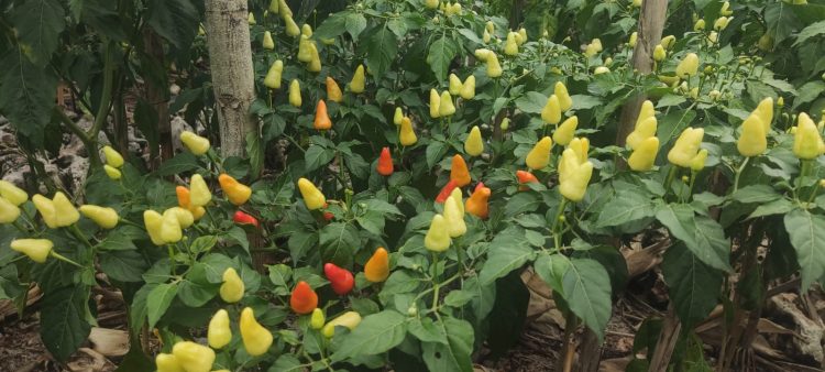 Ratusan Hektar Cabai Rawit di Tuban akan Panen Raya Jelang Ramadhan dan Idul Fitri