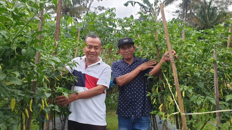 Kerja Sama dengan Champion Cabai, Kementan Pastikan Pasokan Cabai Rawit di Magelang Terpenuhi hingga Idul Fitri
