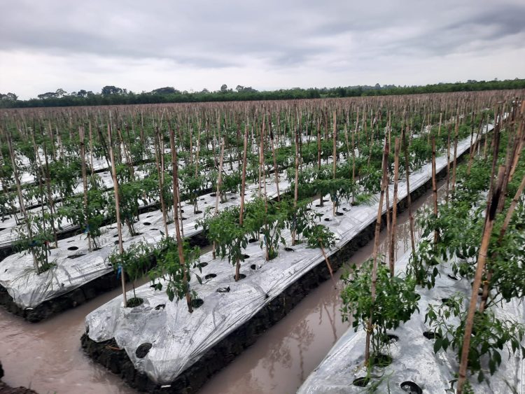 Pasokan Cabai dan Bawang Merah Banyuwangi Aman Menjelang Ramadhan dan Lebaran Tahun 2023
