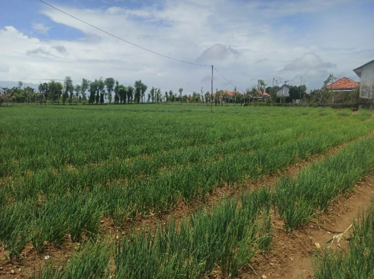 Petani Bawang Merah Sampang Amankan Pasokan Bawang Merah Jelang Ramadhan dan Idul Fitri 1444 H