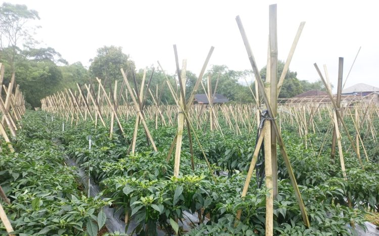 Memasuki Ramadhan dan Hari Raya Idul Fitri 2023, Cabai Kabupaten Sukabumi Siap Pasok Pasar