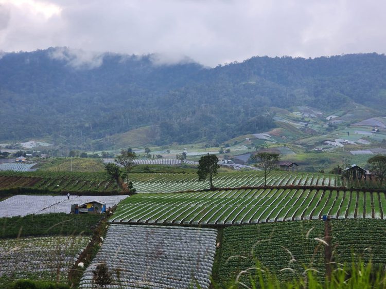 Produksi Berlangsung Sepanjang Tahun, Solok Siap Jadi Lumbung Bawang Merah Terbesar di Sumatera