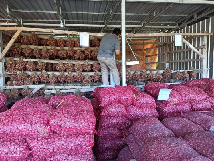 Komitmen APBMI, Jaminan Terpenuhinya Kebutuhan Benih Bawang Merah Bermutu