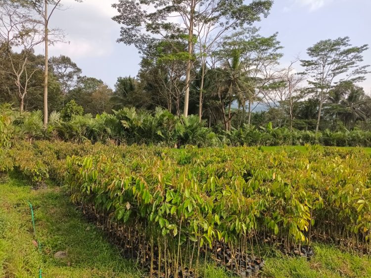 Kementan Siapkan Durian Simemang Asal Banjarnegara Jadi Salah Satu Durian Unggul Nasional