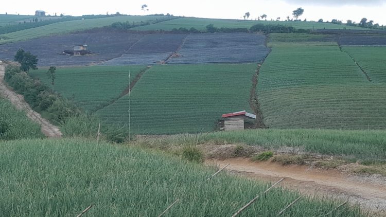 Di Solok, Kementan Bangun Kampung Hortikultura Bawang Merah Siap Ekspor