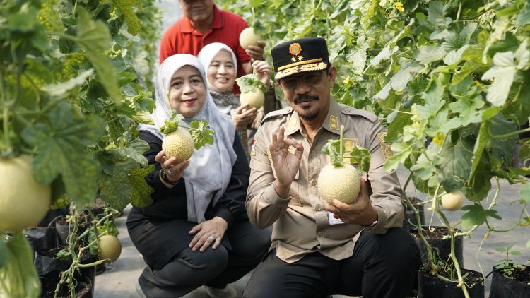 Panen Perdana Melon Inthanon Cianjur, Kementan: Bertani Melon Premium dengan Keuntungan Menggiurkan