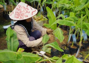 Perkuat Produksi Benih, Kementerian Pertanian Siap Jalankan Program HDDAP Tahun 2024