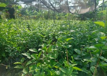 Pengembangan Melati sebagai Komoditas Florikultura Unggulan di Jawa Tengah