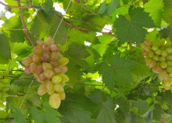 Kementan Dukung Pengembangan Produksi Anggur Domestik