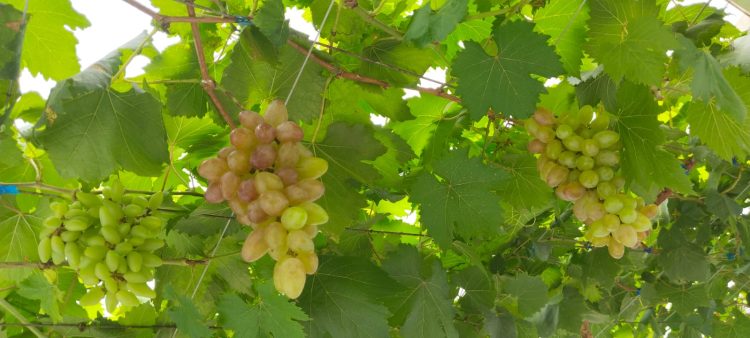 Kementan Dukung Pengembangan Produksi Anggur Domestik