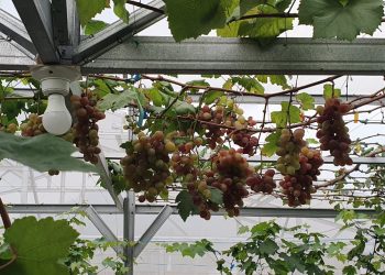 Anggur Indonesia : Impor adalah Masa Lalu, Anggur Lokal Akan Jadi Pilihan