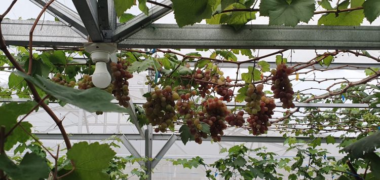 Anggur Indonesia : Impor adalah Masa Lalu, Anggur Lokal Akan Jadi Pilihan