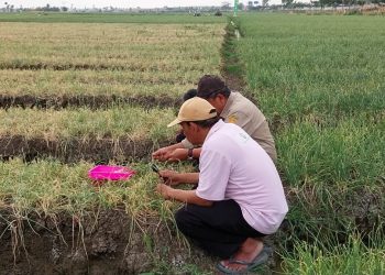 Kementan Jamin Ketersediaan Bawang Merah Saat El Nino Aman