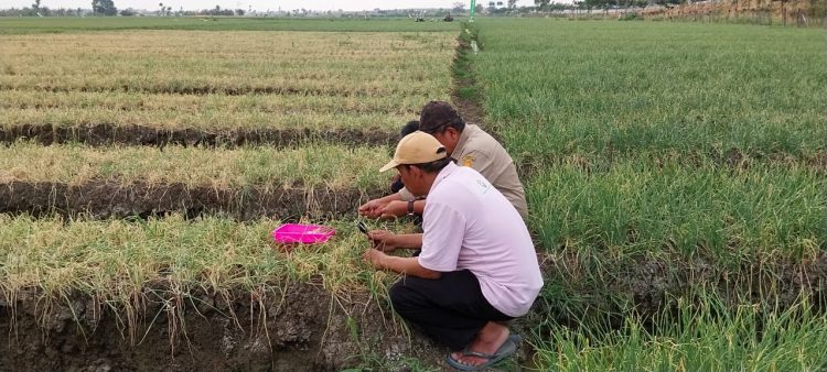 Kementan Jamin Ketersediaan Bawang Merah Saat El Nino Aman