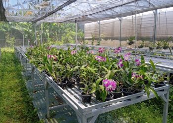 Kampung Flori Sebagai Salah Satu Upaya Membuat Produk Hortikultura di Indonesia Berkualitas dan Berdaya Saing Tinggi