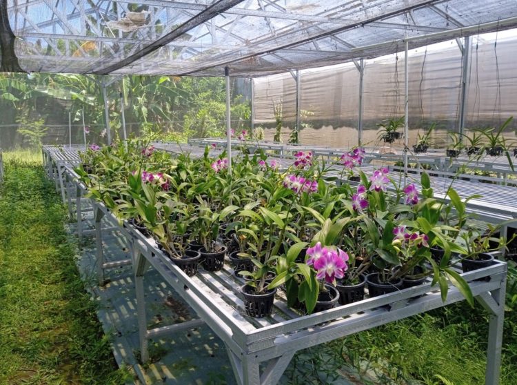 Kampung Flori Sebagai Salah Satu Upaya Membuat Produk Hortikultura di Indonesia Berkualitas dan Berdaya Saing Tinggi