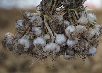 Kementan Dorong Peningkatan Produksi Bawang Putih Melalui Wajib Tanam dan Produksi