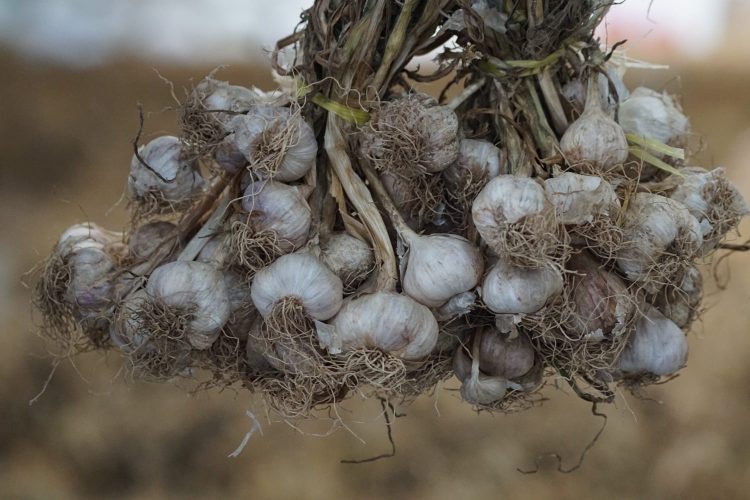 Kementan Dorong Peningkatan Produksi Bawang Putih Melalui Wajib Tanam dan Produksi