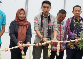 Peluncuran Nurseri Soilblock Hortikultura: Cara Kementan Tingkatkan Produksi Cabai Bawang