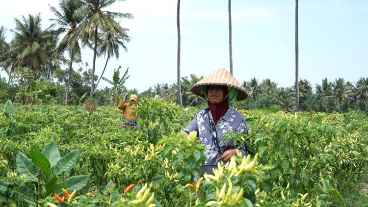 Harga Berfluktuasi, Kementan Langsung Turun ke Lapangan