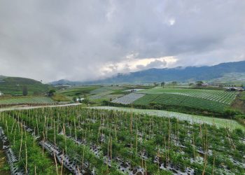 Antisipasi Ledakan Hama Penyakit, Kementan Ajak Petani Bijak Gunakan Pestisida