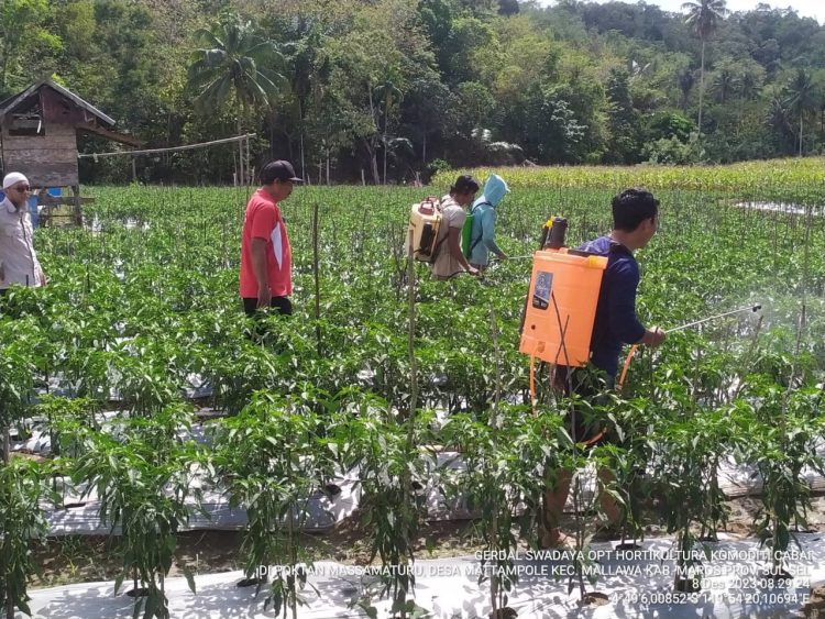 erakan Pengendalian Organisme Pengganggu Tumbuhan Hortikultura Langkah Cepat Menyambut Hari Raya Natal dan Tahun Baru