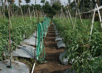 Sumedang Siap Laksanakan Proyek HDDAP Komoditas Cabai