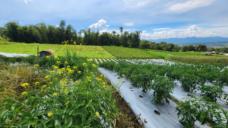 Kementan dan Universitas Nasional Jajaki Pengembangan Kampung Hortikultura Ramah Lingkungan di Sukabumi