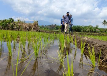 Strategi Darurat Pangan: Kolaborasi Kementan, TNI, dan Pemda Bengkulu Pacu Produktivitas Pertanian