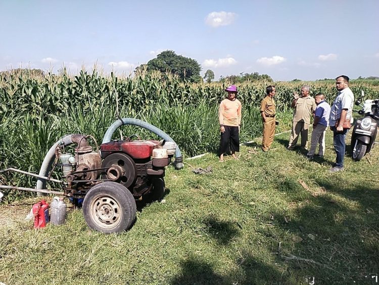Kementan Berikan Program Sumur Dangkal untuk Selamatkan Produksi Cabai di Jawa Timur