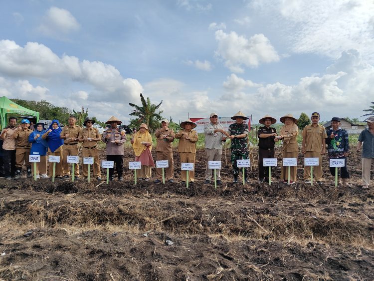 Kementerian Pertanian Perkuat Ketahanan Pangan dengan Penanaman Padi Gogo di Bangka Tengah