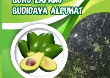 Buku Lapang Budidaya Alpukat