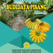 Buku Pedoman Budidaya Pisang